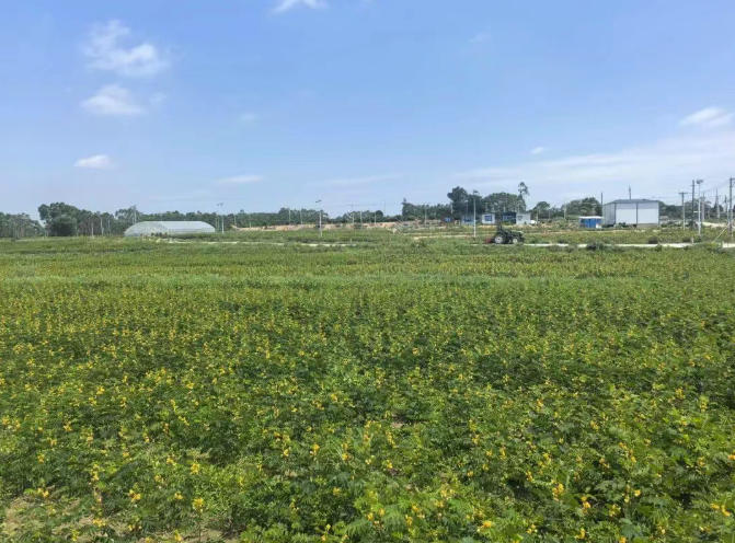 青平镇 圆墩村：乡贤返乡投资置业 赋能乡村产业升级