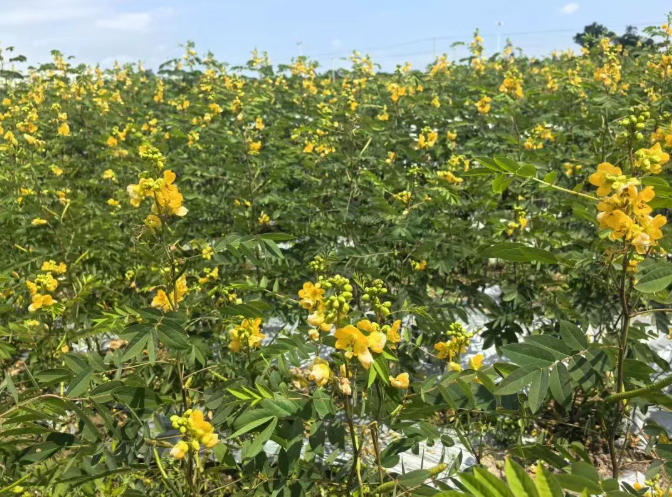 青平镇 圆墩村：乡贤返乡投资置业 赋能乡村产业升级