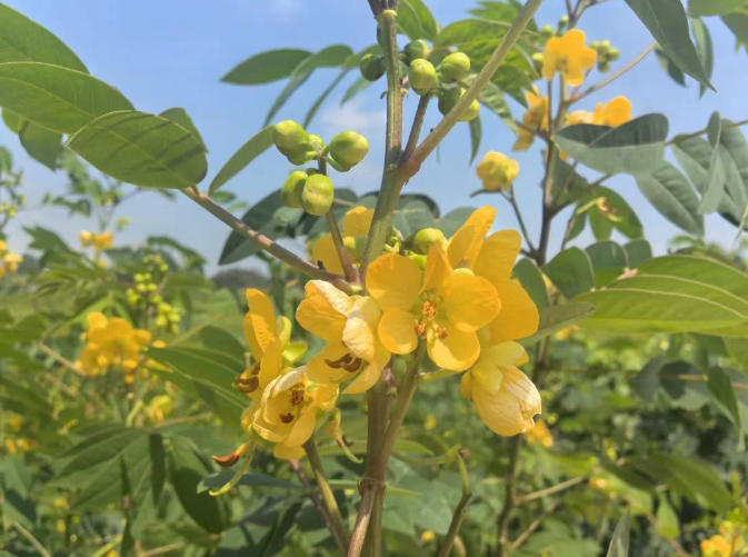 青平镇 圆墩村：乡贤返乡投资置业 赋能乡村产业升级